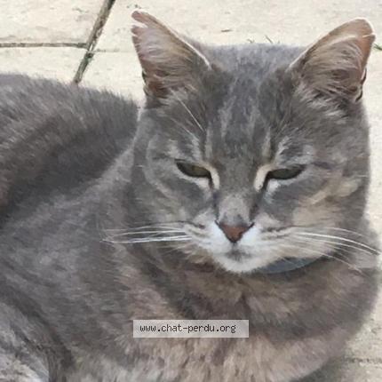Gribouille Chat Perdu A Reze Chat Perdu France