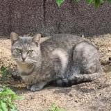 Chat Perdu Ou Trouve Paris 75 France Chat Perdu Ou Trouve Paris 75 France
