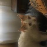 Chat Perdu Ou Trouve Bordeaux Gironde 33 France Chat Perdu Ou Trouve Bordeaux Gironde 33 France