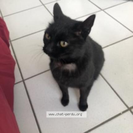 Chat Trouve A Lattes Chat Perdu France Chat Trouve A Lattes Chat Perdu France