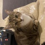 Chat Perdu Ou Trouve Nord 59 France Page 3 44 Chat Perdu Ou Trouve Nord 59 France Page 3 44
