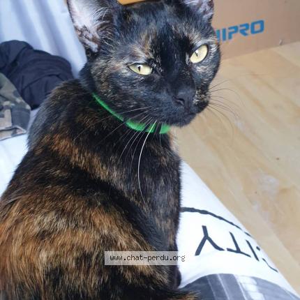 Photo 1/1 Princesse Chat perdu à Plumelin