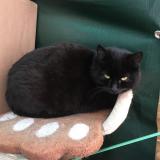 Chat Perdu Suisse
