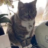 Chat Perdu Ou Trouve Paris Paris 75 France Chat Perdu Ou Trouve Paris Paris 75 France