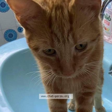 Toulouse Chat Perdu A Noumea Chat Perdu Nouvelle Caledonie