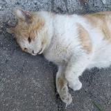 Chat Trouve Charente Maritime 17 France Chat Trouve Charente Maritime 17 France