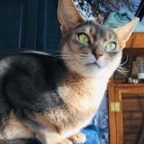 Chat Perdu Suisse