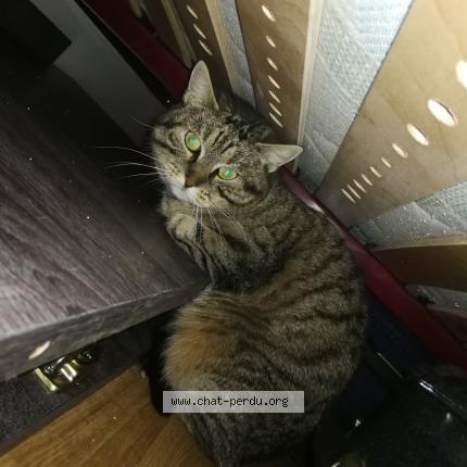 Meal Chat Perdu A Saint Brice Sous Foret Chat Perdu France