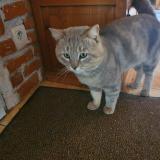 Chat Trouve Haute Garonne 31 France Chat Trouve Haute Garonne 31 France