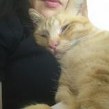 Chat Perdu Ou Trouve Toulouse France Chat Perdu Ou Trouve Toulouse France