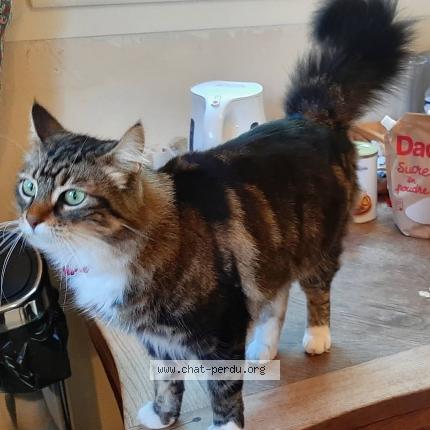 Photo 1/1 Choupette Chat perdu à Bandol