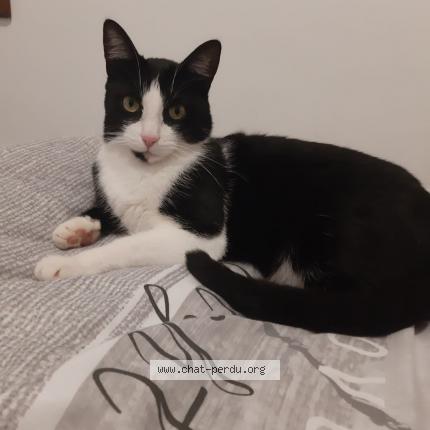 Titi Chat Perdu A Longwy Chat Perdu France Titi Chat Perdu A Longwy Chat Perdu France