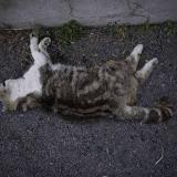 Chat Perdu Ou Trouve Pezenas Herault 34 France