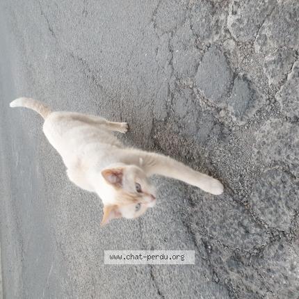 Chat Trouve A Nissan Lez Enserune Chat Perdu France Chat Trouve A Nissan Lez Enserune Chat Perdu France