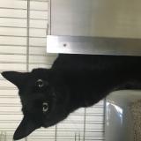 Chat Trouve Val De Marne 94 France