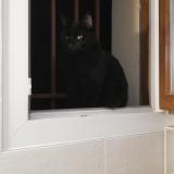 Photo de chat perdu à Annecy Le Vieux