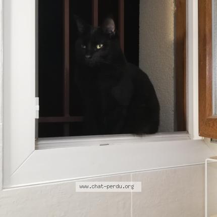 Photo 1/1 POLIA Chat perdu à Annecy le vieux