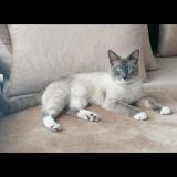 Chat Siamois A Donner Belgique Chat Siamois A Donner Belgique