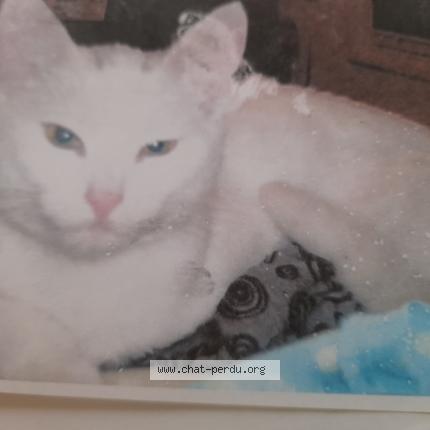 Daisy Chat Perdu A Egriselles Le Bocage Chat Perdu France Daisy Chat Perdu A Egriselles Le Bocage Chat Perdu France