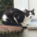 Chat Perdu Ou Trouve Nancy Meurthe Et Moselle 54 France