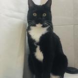 Chat Perdu Canada Chat Perdu Canada