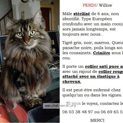 Willow Chat Perdu A Bouzille Chat Perdu France Willow Chat Perdu A Bouzille Chat Perdu France