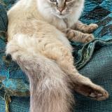 Photo de chat perdu à Theix