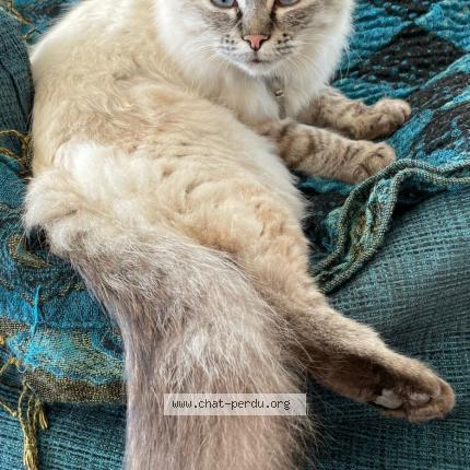 Photo 1/1 MISTIE Chat perdu à Theix