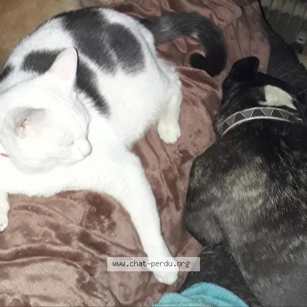 Lilou Chat Perdu A Muret Chat Perdu France