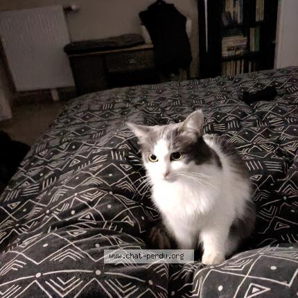 Photo 1/1 Chat retrouvé Perdu à Dijon