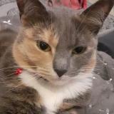Chat Perdu Ou Trouve Marseille Bouches Du Rhone 13 France