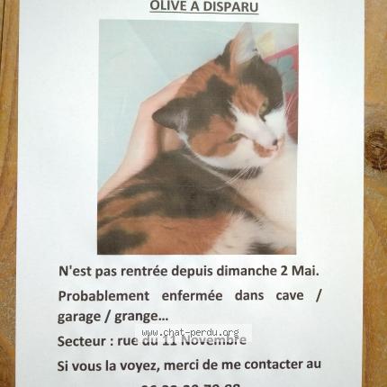 Olive Chat Perdu A Ceyrat Chat Perdu France Olive Chat Perdu A Ceyrat Chat Perdu France