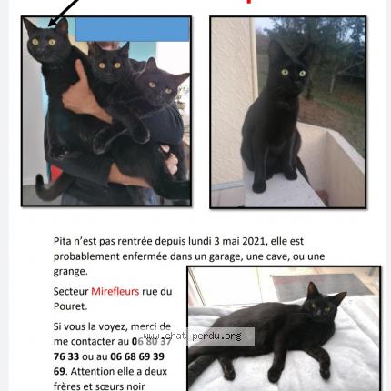 6084 Pita Chat Perdu Et Retrouve A Mirefleurs Chat Perdu France 6084 Pita Chat Perdu Et Retrouve A Mirefleurs Chat Perdu France