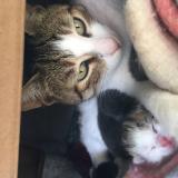 Chat Perdu Ou Trouve Marseille Bouches Du Rhone 13 France