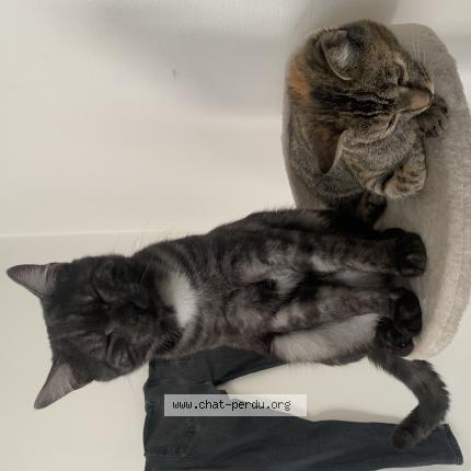 6049 Gribouille Chat Perdu A Tours Chat Perdu France