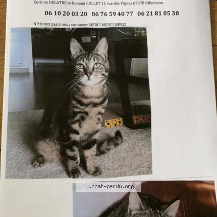 Marley Chat Perdu A Stutzheim Offenheim Chat Perdu France