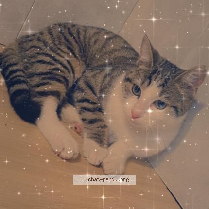 609187 minouse chat perdu a sainte genevieve des bois chat perdu france