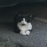 Chat Trouve Val De Marne 94 France Chat Trouve Val De Marne 94 France