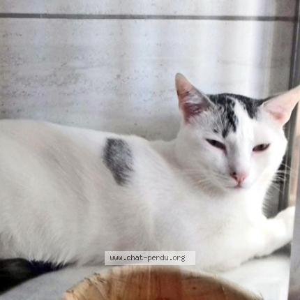 Photo 1/1 Blancou Chat perdu à Saint gaudens