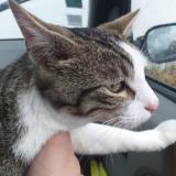 Chat Perdu Ou Trouve Toulouse Haute Garonne 31 France Chat Perdu Ou Trouve Toulouse Haute Garonne 31 France