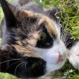 Chat Perdu Ou Trouve Toulouse Haute Garonne 31 France
