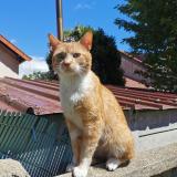 Chat Trouve Val De Marne 94 France