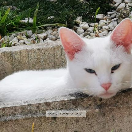 Snoopy Chat Perdu A Rosporden Chat Perdu France