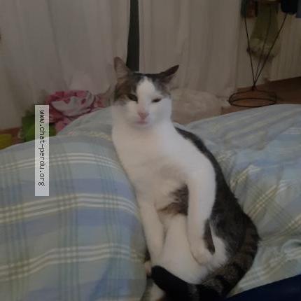 Photo 1/1 Odin Chat perdu à Leyrat