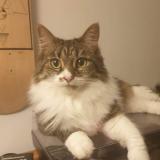 Chat Perdu Ou Trouve Toulouse Haute Garonne 31 France Chat Perdu Ou Trouve Toulouse Haute Garonne 31 France