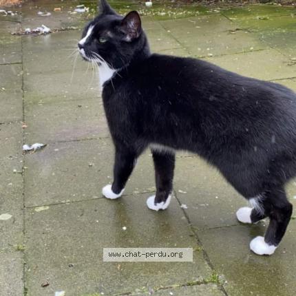 6096 Chanel Chat Perdu A Schaerbeek Chat Perdu Belgique