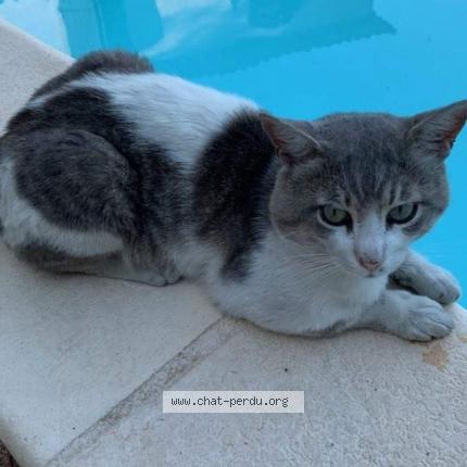 Minou Chat Perdu A Marseille Chat Perdu France