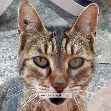 Chat Trouve Et Rendu A Luisant Chat Perdu France Chat Trouve Et Rendu A Luisant Chat Perdu France