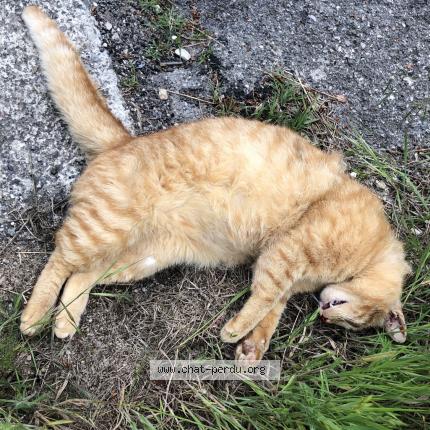 Chat Trouve A Cabries Chat Perdu France