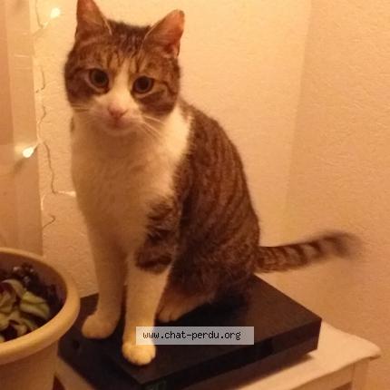 Photo 1/1 Nomnom Chat perdu à Strasbourg